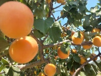 경북 영 천 은 빛 자두 사과 농장  햇살구 : 영천은빛자두사과농장