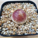 부르게리 꽃피는 성채 2.5~2.6cm 0621 : 대명항농원