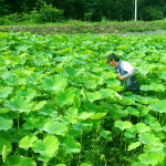 [유기농] 국내산 2025년 햇 냉동연잎 13장~15장 1세트 충북 진천 연리지농원 산지직송 : ytk연리지