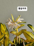 석곡 황설 130 : 이명희플라워