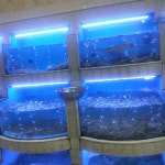 수조 LED 조명 어항조명 어항등 방수등 해물못 전용 220V 블루쉘 어항 LED등 : 제이와이숍