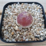부르게리 꽃피는 성채 2.5~2.6cm 0621 : 대명항농원