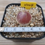 부르게리 꽃피는 성채 2.5~2.6cm 0621 : 대명항농원