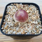 부르게리 꽃피는 성채 2.5~2.6cm 0621 : 대명항농원