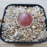 부르게리 꽃피는 성채 2.5~2.6cm 0621 : 대명항농원