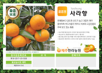 국산품종 3년생 포트묘 감귤나무묘목 우량 신품종 : 제주한라농원