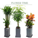 일산개업화분선물 개업식화분 사무실 카페 개업 : 플라워타임