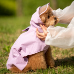 펫트리움 강아지 우비 일체형 레인코트 애견 판초 M : PETRIUM