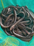 통영 자연산장어(손질1kg( 손질 후 머리뼈 포함650-800g)1kg : 바다의 아들