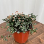 타라 1+1 온정원 공기정화식물 : ON정원