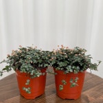 타라 1+1 온정원 공기정화식물 : ON정원