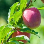 자두나무(후무사)R3CM(수고2.0M)묘목/G0561 : TCM