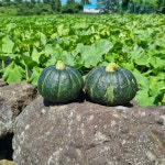 제주 미니 밤호박 단호박 보우짱 3kg 5kg 10kg 산지직송 : 애착농장