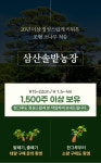정원수 상록수 전원주택 저렴한 소나무 조경 : 삼산솔밭농장