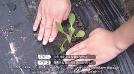 큰손 알톨 텃밭비료 주말농장 유기뇽비료 친환경비료 식물영양제 텃밭... 친환경비료 친환경농산물 농업 귀농 대농 주식회사로운 : 주식회사 로운