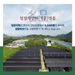 상황버섯 원물+ 상황버섯 원물 슬라이스 500g (금빛농원) : 연천금빛농장