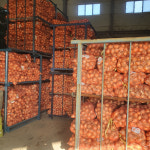 국내산 창녕양파 햇양파 저장 장아지 양파 중 소 3kg 5kg : 윤팜상회