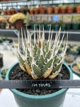 Agave utahensis var. eborispina / 아가베 우타헨시스 에보리스피나 : 아가베팩토리
