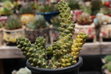 리치아이금군생중품  키우기쉬운 다육식물 홈가드닝 플랜테리어 : 햇살네다육마을