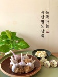 26년 서산 햇마늘 육쪽마늘 장아찌용 대서마늘 통마늘 반접 : 서산팔도상회