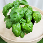 스위트 바질 10cm 허브 식용 모종 키우기 대성식물 : 대성식물