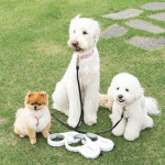 리드독 자동리드줄 5m 산책용 강아지 링고리드줄 핸즈프리 오픈형 : LEADDOG 리드독