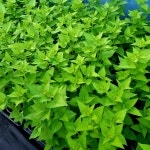 텃밭 방아잎모종 배초향 허브식물 꽃모종 중품 1+1 : 텃밭 농원