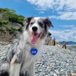 [하트 인식표] 강아지 네임택 반려동물 목걸이 아크릴 대형견 : 하루네임택