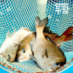 당일작업 대광어 숙성 광어회 250g 필렛,곤부지메 우럭회 : 두팜