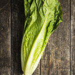 채소팜 로메인 1kg 통로메인 로메인상추 : 채소팜