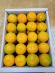 [아빠는농부다 승환이네농장]  제주직송 제주 서귀포 당도높은 맛있는 하우스 유라귤 가정용(꼬마)3kg 선물용2.5kg 3kg 특별할인 : 아빠는농부다
