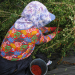 깨끗하고 약성 좋은 국산 구기자 300g 농장직송 / 주홍빛소박한구기자이야기 : 주홍빛소박한구기자