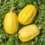 국수호박 3kg : 품안 농장