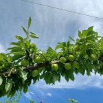 [예약구매]안동 임동 달고나자두 추희자두 5kg 산지직송 바드레농장 : 바드레농장