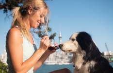 그린펫엔젯 강아지 관절 영양제 조인트츄 슬개골 뉴질랜드 정품 60정 2달분 : 그린펫엔젯코리아