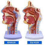 인체모형 해부학 사람모형  인간 비강 해부학 모델 코 모델 ENT 모델 병변 비강 코 목구멍 코 구조 : MoccaStore