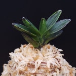 39 고조선 古朝鮮 Kochosen : 신세계난농원