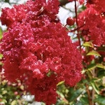 배롱나무(다이너마이트)개화주(다관형)묘목/G0898 : TCM