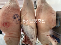 금빛축산 보성녹돈 녹차돼지 뒷다리 후지 5kg : 금빛축산