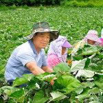정선 떡명장 밥알 수리취 떡 찹쌀떡 인절미 : 장보남