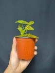 크리스티아 옵코르다타 나비플랜츠  : 석송농원