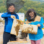 아카시아꿀 2.4kg 6병 : 창녕 꿀벌농장