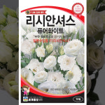 리시안셔스 씨앗 화이트 꽃 씨 키우기 3월 4월 봄 파종 꽃도라지 : 모두의가든