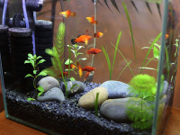 새우구피 미니 어항세트 열대어 한자 초보 수초어항 물고기 : 행복한수족관