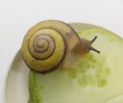 북한산달팽이 기르기, 황금 달팽이,  키우기 쉬운, 애완동물, 자연 관찰 학습, 춘갈 : 춘갈의 곤충농장