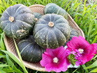 단호박 제철 햇 남해밤호박 5kg : 다색농장