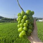 김천 망고포도 고당도 프리미엄 샤인머스켓 선물세트 2kg : 오마모리농장