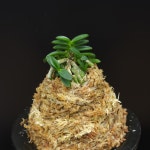 풍란 부귀란 신세계난농원/ 흑진주 黒真珠 Kuroshinju : 신세계난농원