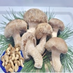착한송이송화고 송고송화선물용 특품송향버섯 1kg : 송향버섯농장