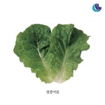 청풍여름 상추 4g  (청치마, 여름상추) : 텃밭마트